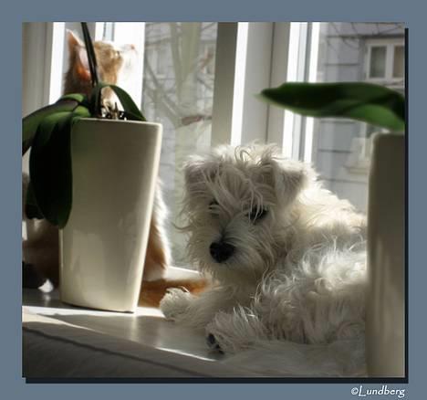 West highland white terrier Chewbacca - Jeg ligger titi i vindueskarmen og kigger ud på vejen. -½ år - april 2006 billede 13