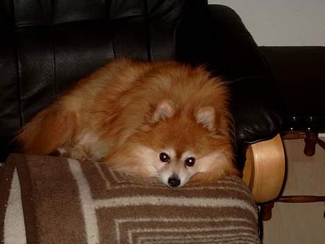 Pomeranian Laban ( Død 08/04-08 ) - Skal nok holde øje med dig. billede 2