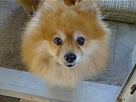 Pomeranian Laban ( Død 08/04-08 ) - Er jeg tæt nok på. billede 3
