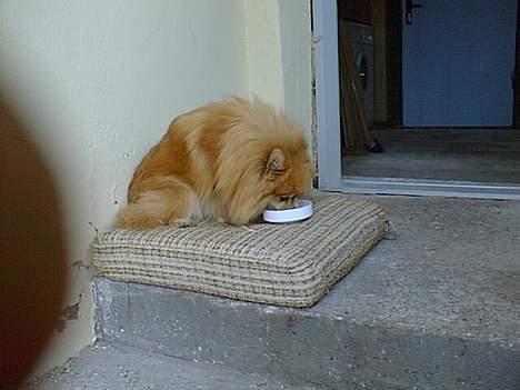 Pomeranian Laban ( Død 08/04-08 ) - Mums billede 4