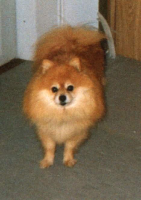 Pomeranian Laban ( Død 08/04-08 ) - Nu igen . billede 5