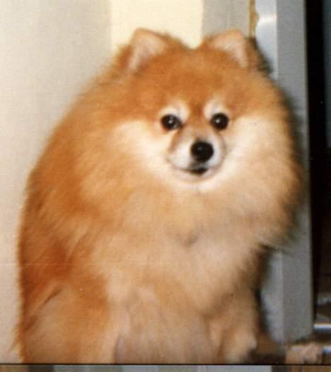 Pomeranian Laban ( Død 08/04-08 ) - Er snart træt af det billede 6