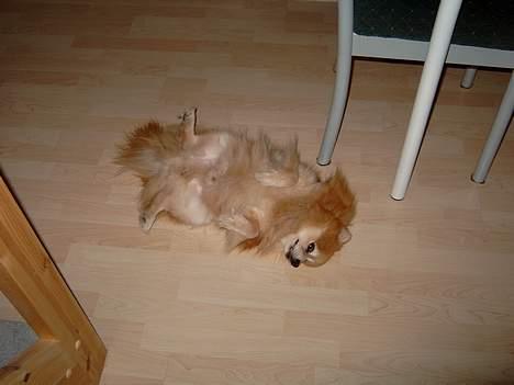 Pomeranian Laban ( Død 08/04-08 ) - Det er altså bare mig det her billede 7