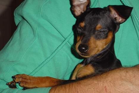 Dvaergpinscher tulle billede 9