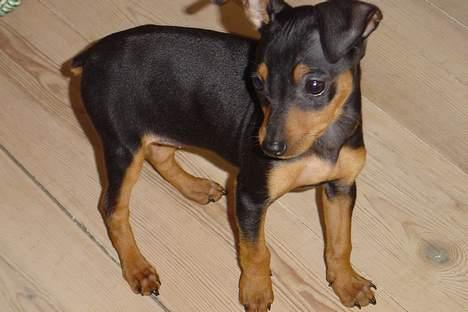 Dvaergpinscher tulle billede 10