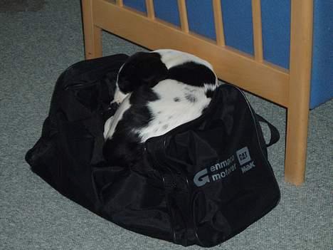 Blanding af racer Molly - " Lille hund? Eller stor taske? " billede 9