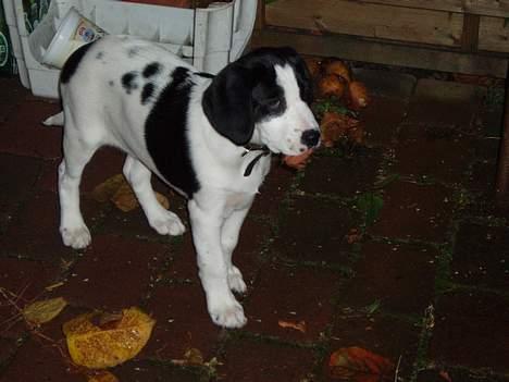 Blanding af racer Molly - " Ny og spændende verden :o) " billede 10