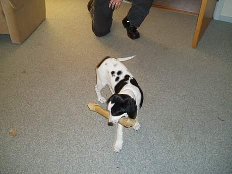 Blanding af racer Molly - " Stort ben til en lille hund.. hehe " billede 11