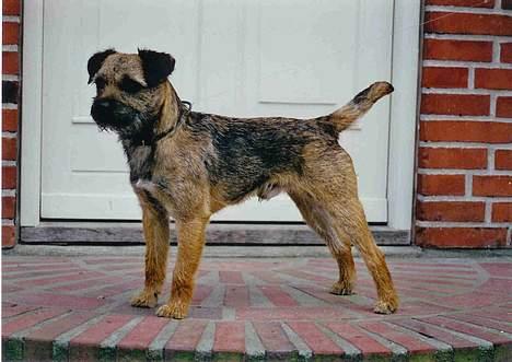 Border terrier Lutra´s Ursus - Ursus på fortrappen!! billede 1