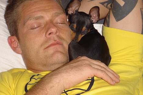 Dvaergpinscher tulle billede 11