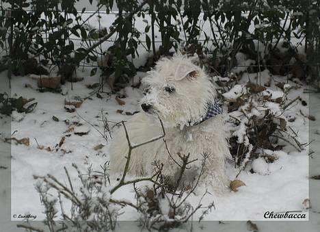 West highland white terrier Chewbacca - 3. feb. Chewbacca i sneen (13 uger). billede 14