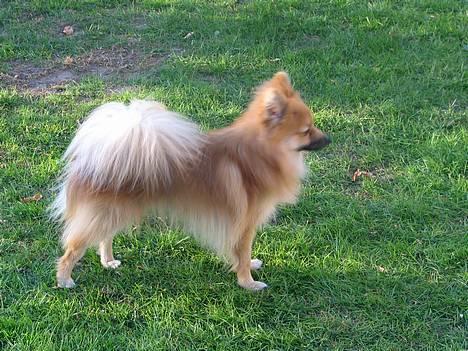 Pomeranian Loui billede 1