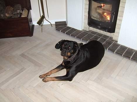 Rottweiler Clair (R.I.P 2010) - afslapning foran pejsen billede 6
