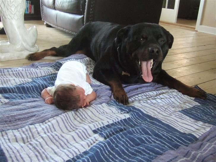 Rottweiler Tyson ( R.I.P 2/10-2013) - mig og min lillebror. juni 2007 billede 6