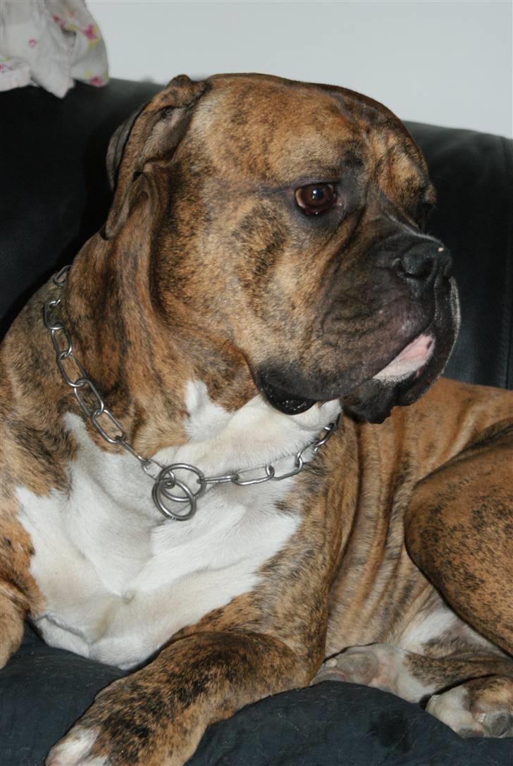 Amerikansk bulldog Jason billede 1