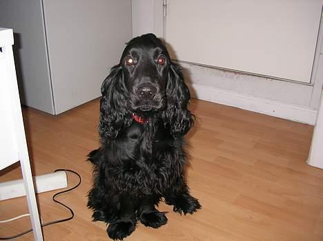 Cocker spaniel *Olsen - Nu er jeg en stor knægt på 9 mån. billede 10