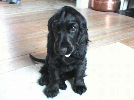 Cocker spaniel *Olsen - Nåh.. jeg er skøn billede 12