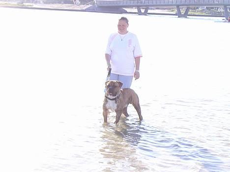 Amerikansk bulldog Jason billede 3