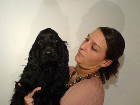 Cocker spaniel *Olsen - Hehe, kan ikke rigtig forstå hvad der sker.. billede 13