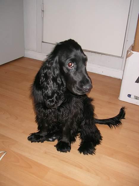 Cocker spaniel *Olsen - Hej... billede 14