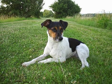 Dansk svensk gaardhund Line billede 1