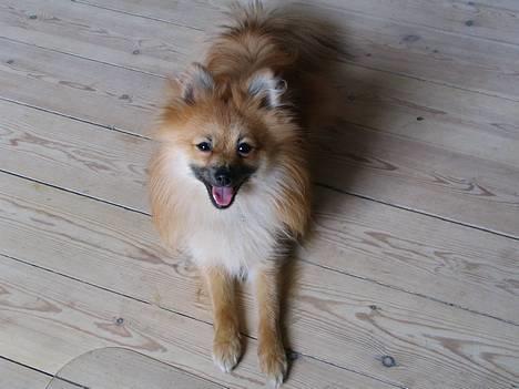 Pomeranian Loui billede 2