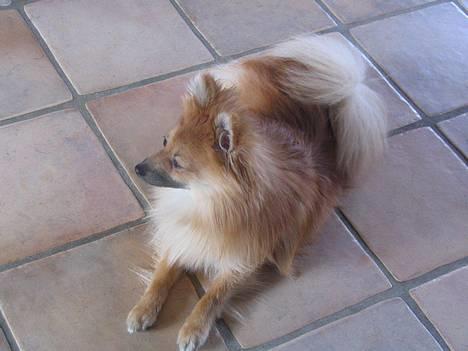 Pomeranian Loui billede 3