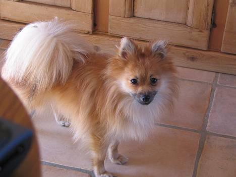 Pomeranian Loui billede 4