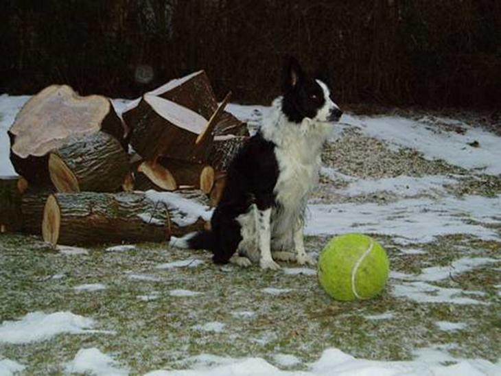 Border collie ... billede 1