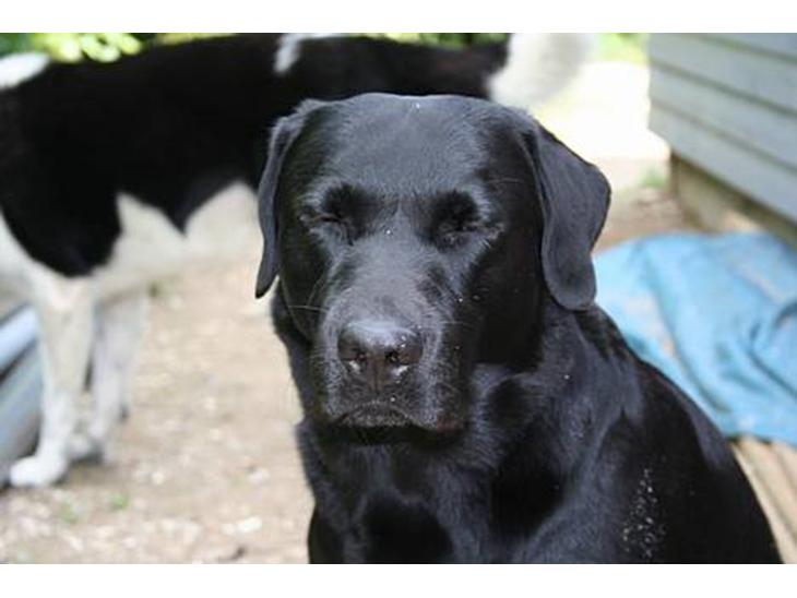 {{currentPhoto.altText}} billede {{currentPhoto.number}}