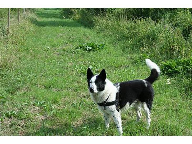 Blanding af racer Husky/Samojed - Ian ***RIP*** - Kongen observerer billede 1
