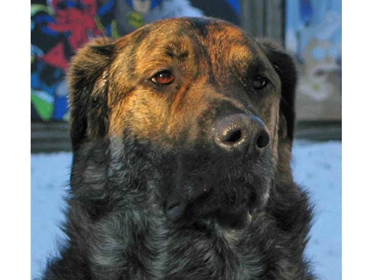 Blanding af racer Columbo "Oh, there's just - Who´ the dog - who´s the man  :-) billede 1