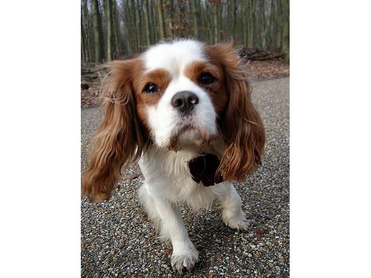 Cavalier king charles spaniel Simpson - taget af Nadja L billede 1