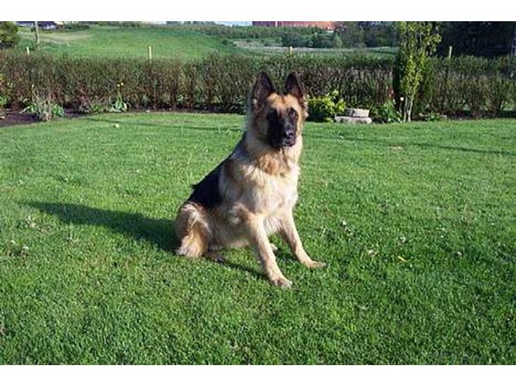 Schæferhund Keiko billede 1