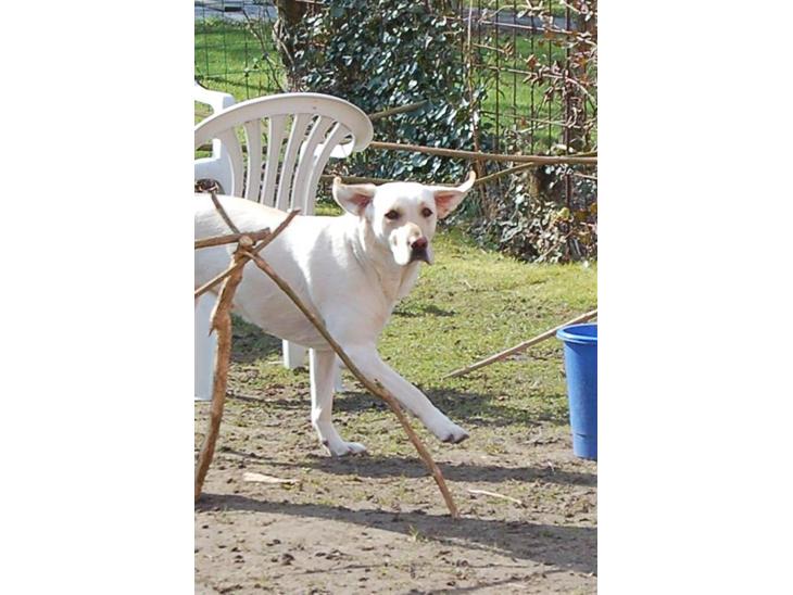 Labrador retriever Siff - R.I.P.  - Påsken 07 Yndefulde Siff  billede 1