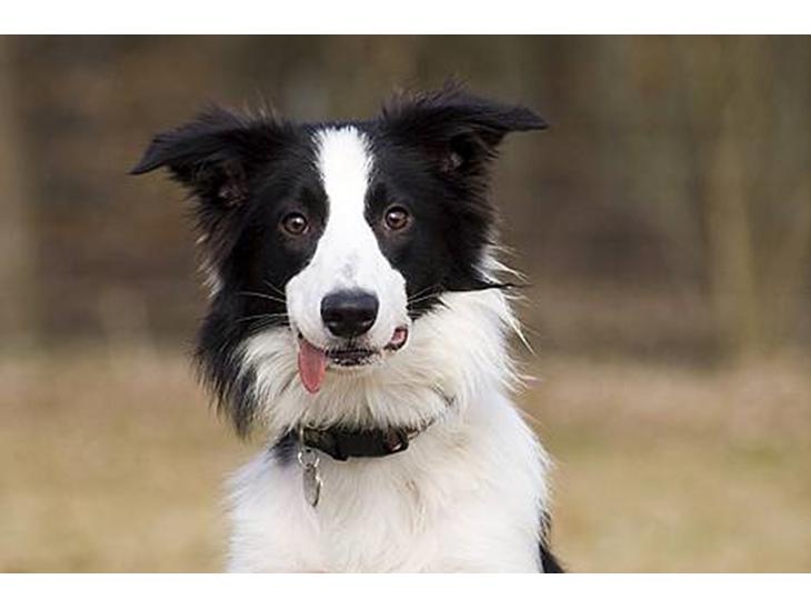 Border collie Vodka - *nyt* Tosafoto billede 1