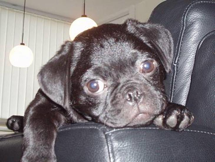 Blanding af racer _-*BATMAN*-_ (Mops) billede 1