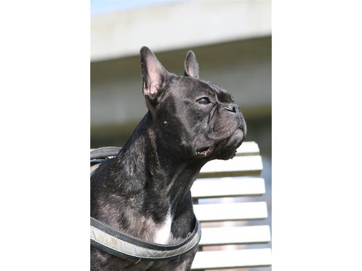 Fransk bulldog Bertram 2 - his royal highness: Bertram 2 c",) billede 1