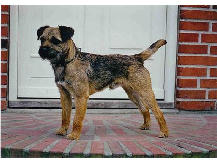 Border terrier Lutra´s Ursus - Ursus på fortrappen!! billede 1