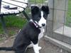 Border collie Bailey 
