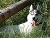 Siberian husky Krølle bølle Avia