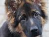 Schæferhund Balou