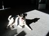Jack russell terrier Vaks