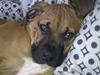 Amerikansk bulldog Milow