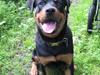 Rottweiler Bertram  [ Himmelhund]