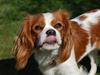 Cavalier king charles spaniel Freja
