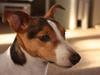 Jack russell terrier victor R.I.P [ Himmelhund]