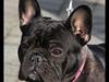 Fransk bulldog Rehab's Gyrinthe