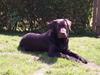 Labrador retriever Canto 