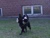 Schæferhund To-Fast Xanto